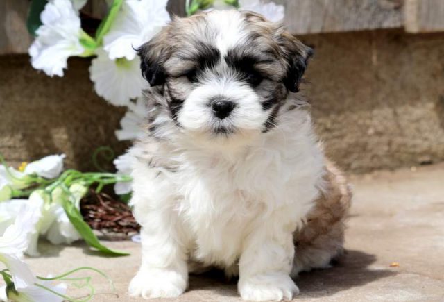 Bobo-Shichon-2.jpg