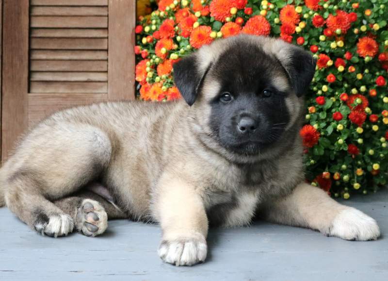 akita boots