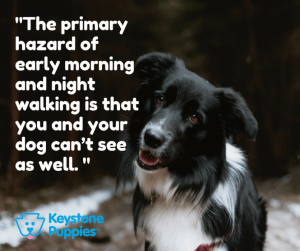 walking-dog-at-night-border-collie