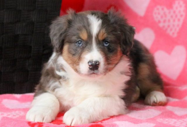 Boris-Australian-Shepherd.jpg
