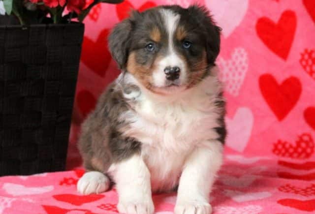 Boris-Australian-Shepherd2.jpg