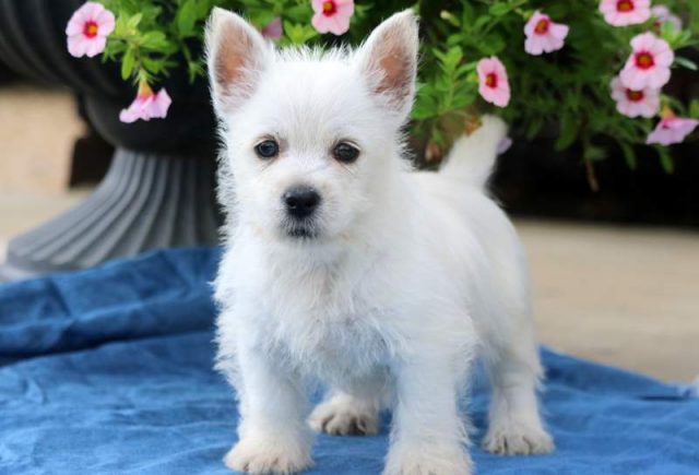 Bouncing-Brandon-Westie.jpg