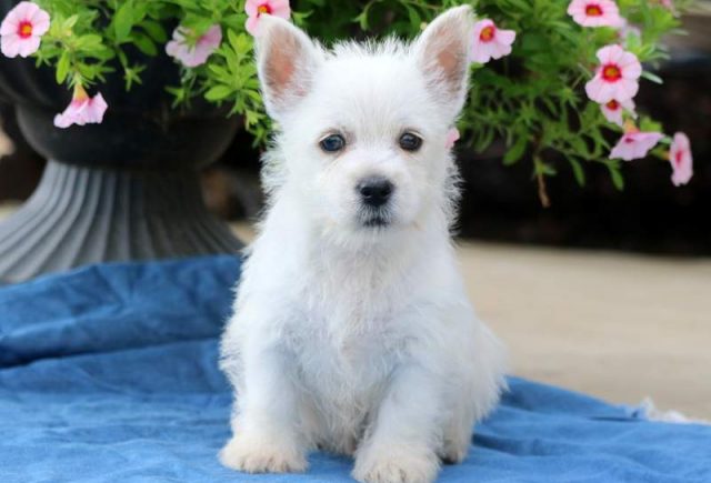 Bouncing-Brandon-Westie2.jpg