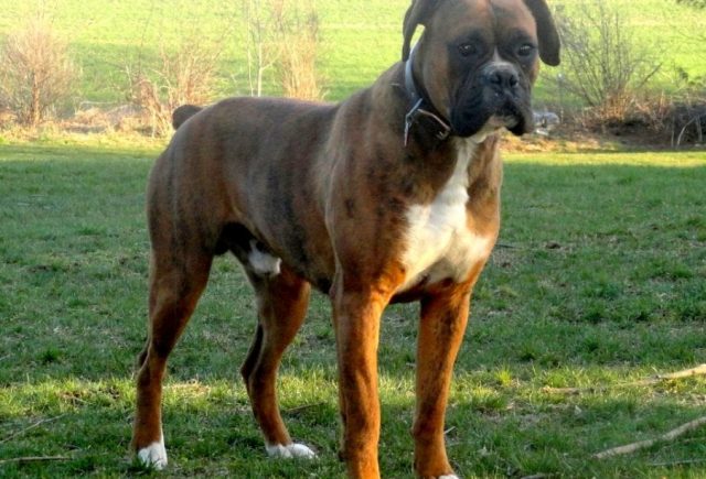 Boxer-Male-Joseph-Martin.jpg
