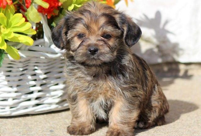Brady-Shorkie-e1519248859589.jpg
