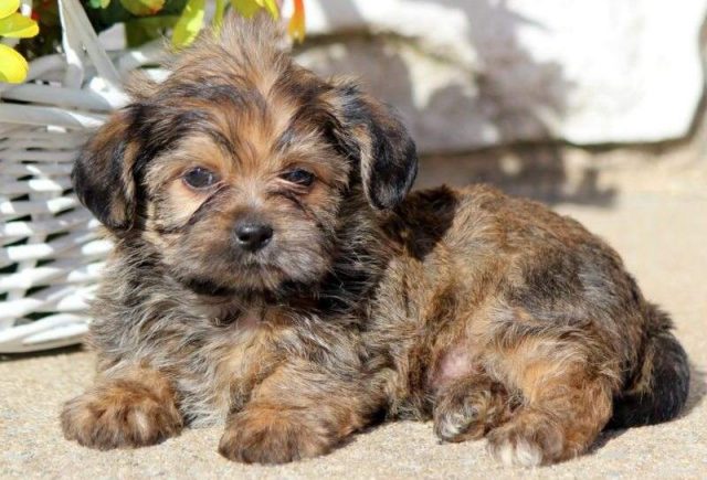 Brady-Shorkie2-e1519248853601.jpg