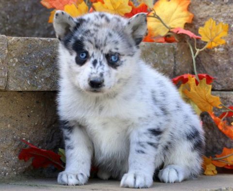 Brandy-Pomsky-Designer-Breed-Dog-Pomeranian-Husky-ACHC-IDCR-ICA