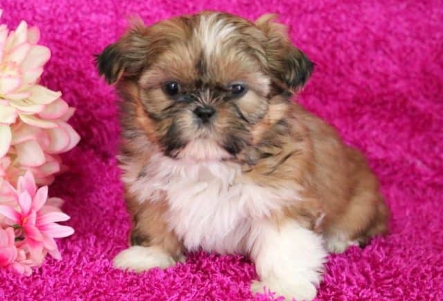 Brandy-Shih-Tzu.jpg