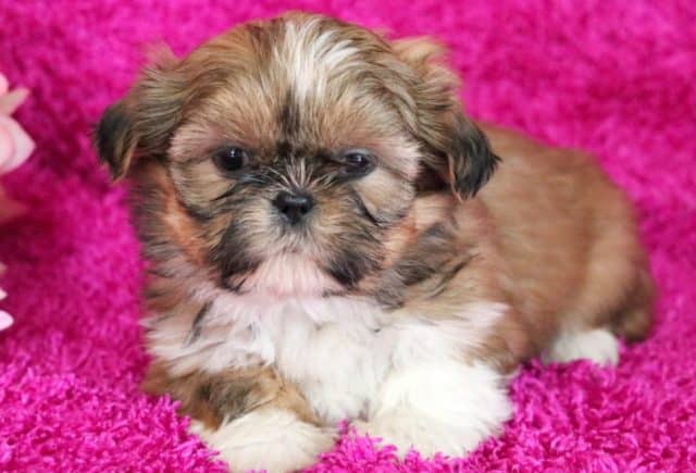 Brandy-Shih-Tzu2.jpg