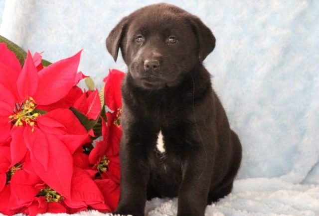 Breeze-Akita-Mix-e1518967764525.jpg