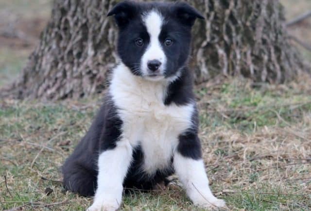 Breeze-Border-Collie-Mix.jpg