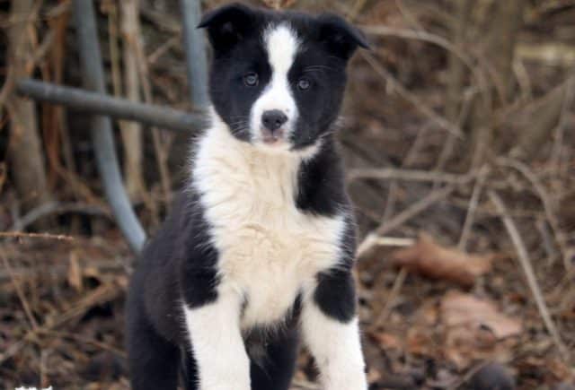 Breeze-Border-Collie-Mix2.jpg