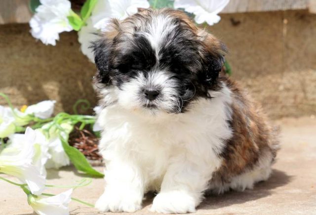 Breeze-Shichon-1.jpg