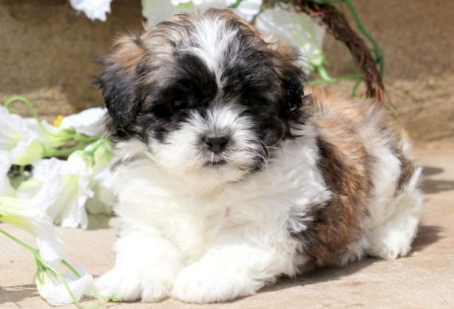 Breeze-Shichon-2.jpg