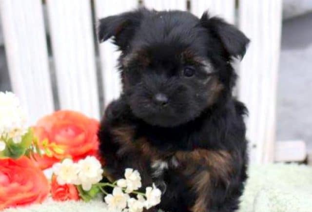 Brenna-Shorkie.jpg