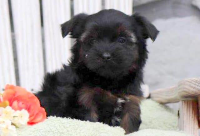Brenna-Shorkie2.jpg