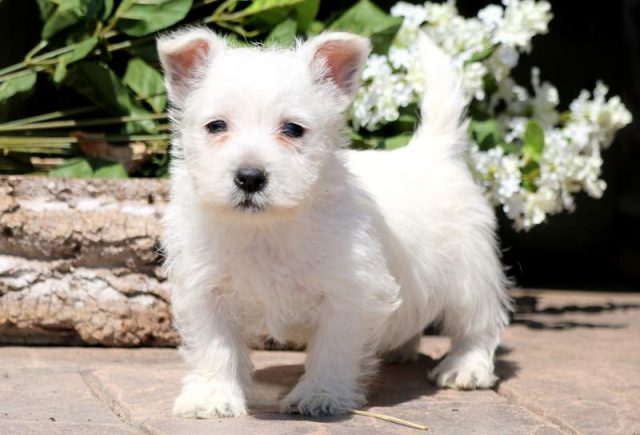 Brice-Westie-1.jpg