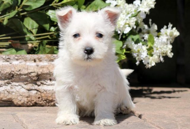 Brice-Westie-2.jpg