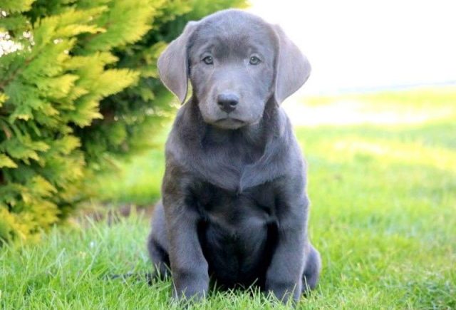 Bridgette-Charcoal-Lab-Retake-e1519242771528.jpg