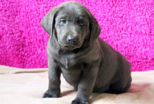 Bridgette-Charcoal-Lab-e1519248396242.jpg