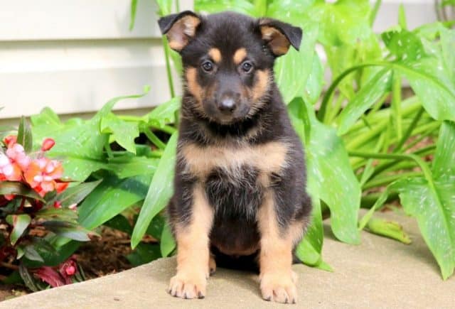 Briella-German-Shepherd-Mix-1.jpg