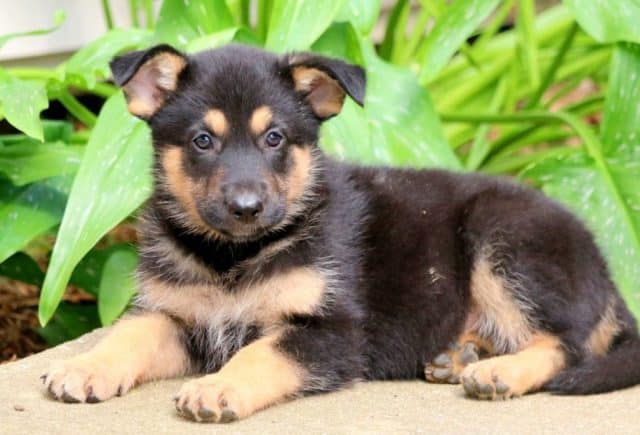 Briella-German-Shepherd-Mix-2.jpg