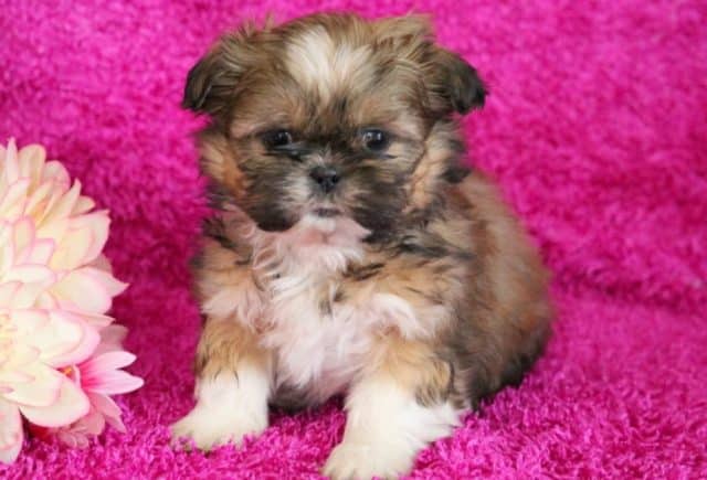 Briella-Shih-Tzu.jpg
