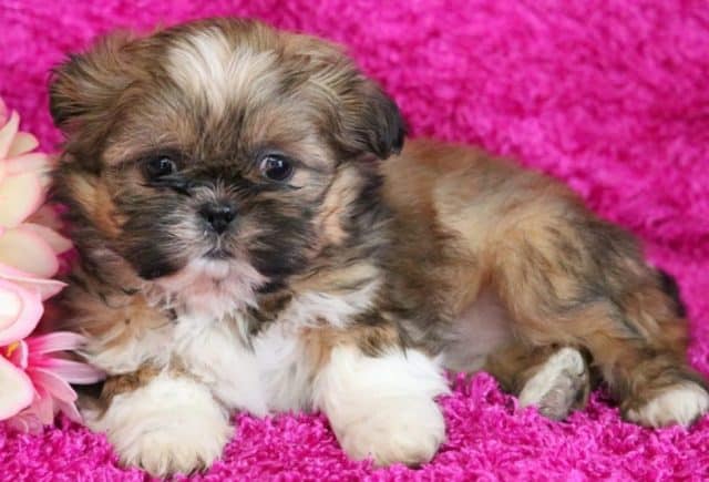 Briella-Shih-Tzu2.jpg