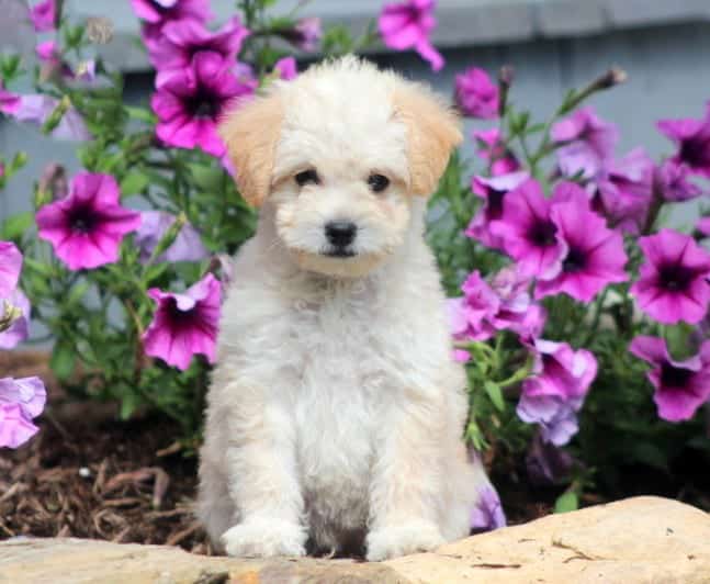 Broodle Griffon Puppies For Sale Puppy Adoption Keystone Puppies