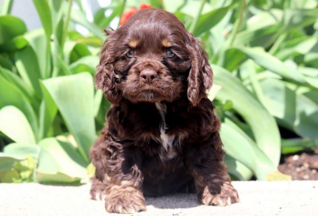 Brownie-Cocker-Spaniel-1.jpg