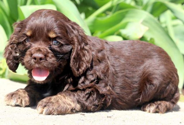 Brownie-Cocker-Spaniel-2.jpg