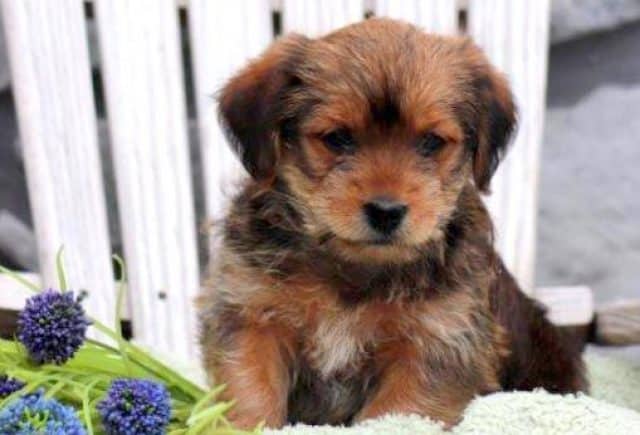 Bruiser-Shorkie.jpg