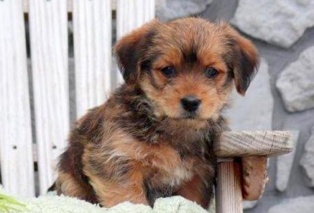 Bruiser-Shorkie2.jpg