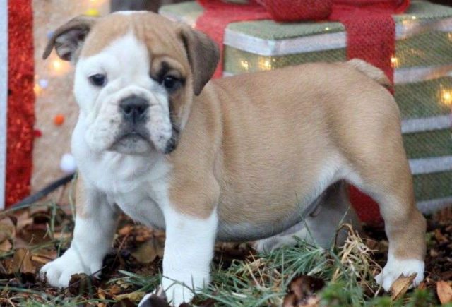 Bubba-English-Bulldog-e1519219472548.jpg