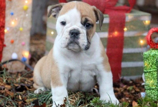 Bubba-English-Bulldog2-e1519219466397.jpg