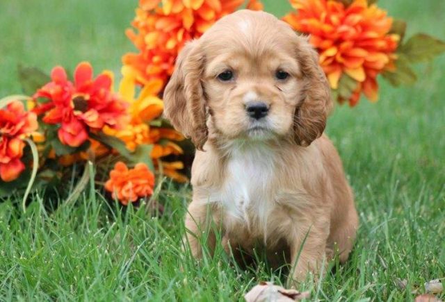 Bubbles-Cocker-Spaniel-e1519080280554.jpg