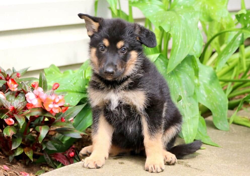 German Shepherd Mix Puppies Virginia Black Lab German Shepherd Mix