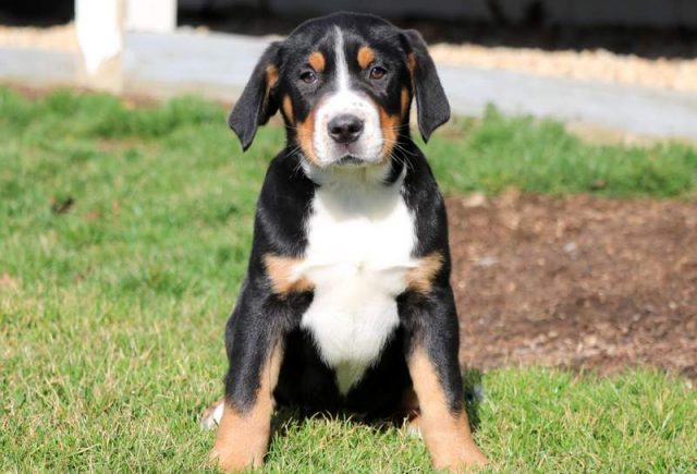 Buckaroo-Greater-Swiss-Mountain-Dog.jpg