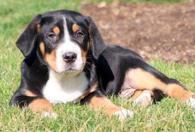Buckaroo-Greater-Swiss-Mountain-Dog2.jpg