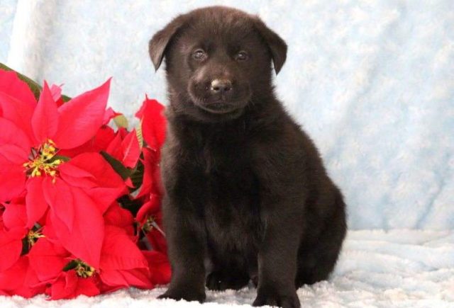 Buddy-Akita-Mix-e1518967881690.jpg