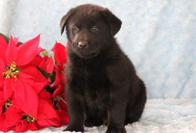 Buddy-Akita-Mix2-e1518967871898.jpg
