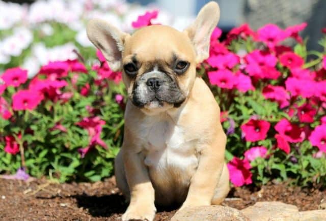 Buddy-French-Bulldog-1.jpg