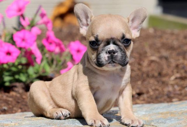 Buddy-French-Bulldog.jpg