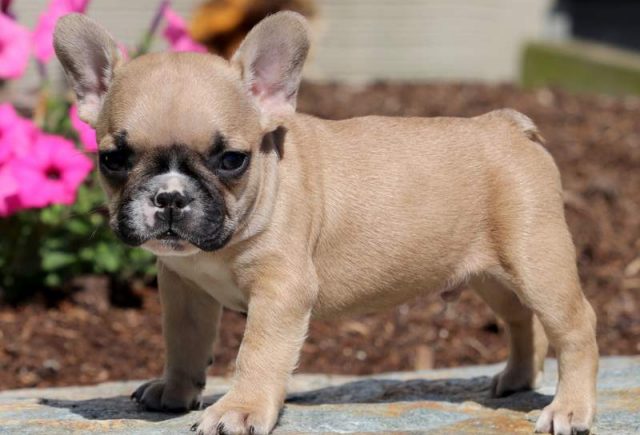 Buddy-French-Bulldog2.jpg