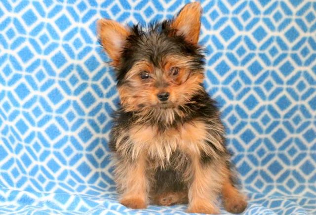 Buddy-Yorkshire-Terrier-1.jpg