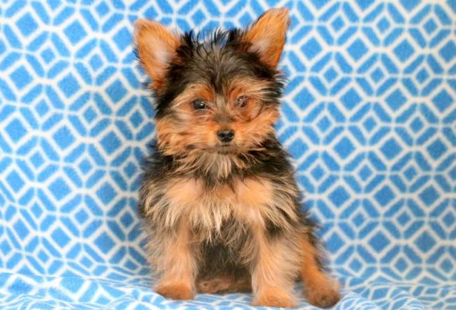 Buddy-Yorkshire-Terrier-2.jpg