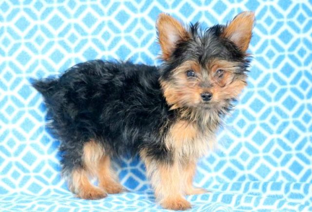 Buddy-Yorkshire-Terrier-3.jpg