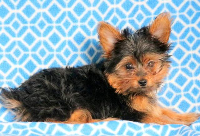 Buddy-Yorkshire-Terrier-4.jpg