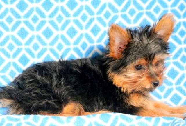 Buddy-Yorkshire-Terrier-5.jpg