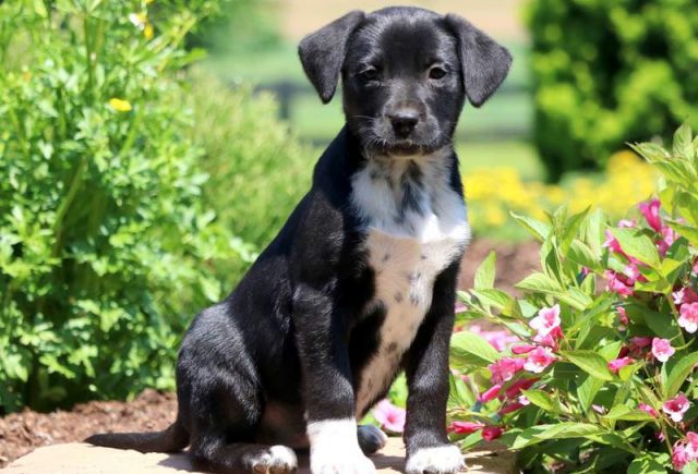 Buffy-Lab-Mix.jpg